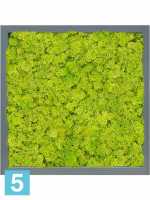 Картина из искусственного мха атласный блеск 100% олень (мох весенний зеленый) l-40 w-40 h-6 см в #REGION_NAME_DECLINE_PP#