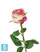 Искусственный цветок для декора Роза Эсперанса Мидл лимонная с розовой каймой TREEZ Collection в #REGION_NAME_DECLINE_PP#