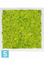 Картина из искусственного мха сатин блеск 100% олений мох (весенний зеленый) светлый фон l-40 w-40 h-6 см в #REGION_NAME_DECLINE_PP#