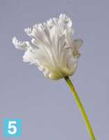 Искусственный цветок для декора Тюльпан Попугай белый 80h TREEZ Collection в #REGION_NAME_DECLINE_PP#