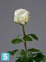 Искусственный цветок для декора Роза Английская белая TREEZ Collection в #REGION_NAME_DECLINE_PP#