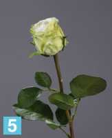 Искусственный цветок для декора Роза Эсперанса Мидл бело-зеленая TREEZ Collection в #REGION_NAME_DECLINE_PP#