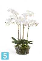 Композиция из искусственных цветов Орхидея Фаленопсис белая в низкой круглой вазе с мхом, корнями, землей 90h TREEZ Collection в Москве