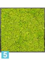 Картина из искусственного мха атласный блеск 100% олений мох (весенний зеленый) темный фон l-100 w-100 h-6 см в Москве