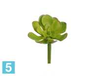 Мини-суккулент Эониум искусственный Декорум зеленый TREEZ Collection в #REGION_NAME_DECLINE_PP#