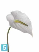 Искусственный цветок для декора Антуриум 13dx78h белый (срезка) в #REGION_NAME_DECLINE_PP#