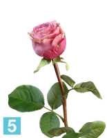 Искусственный цветок для декора Роза Эсперанса Мидл сиренево-розовая с зел.каймой TREEZ Collection в #REGION_NAME_DECLINE_PP#