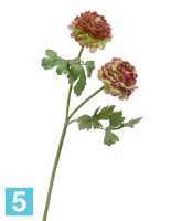 Искусственный цветок для декора ранункулюс махровый светлозеленый с бордо TREEZ Collection в #REGION_NAME_DECLINE_PP#