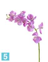 Искусственный цветок для декора Орхидея Фаленопсис Мидл розово-белая TREEZ Collection в #REGION_NAME_DECLINE_PP#