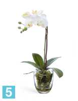 Композиция из искусственных цветов Орхидея Фаленопсис белая с мхом, корнями, землей 40h TREEZ Collection в Москве