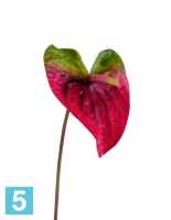 Искусственный цветок для декора Антуриум Макс зеленый с малиново-бордовым TREEZ Collection в #REGION_NAME_DECLINE_PP#