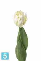 Искусственный цветок для декора Тюльпан попугай 5dx62h белый (2 листа) в #REGION_NAME_DECLINE_PP#