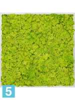 Картина из искусственного мха алюминий 100% олений мох (весенний зеленый) l-80 w-80 h-6 см в #REGION_NAME_DECLINE_PP#