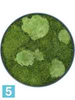 Картина из искусственного мха сосна рафинированная зеленая 30% шарообразная и 70% плоский мох d-50 h-5 см