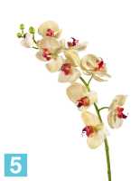 Искусственный цветок для декора Орхидея Фаленопсис Мидл бледно-золотистая с бордо TREEZ Collection в #REGION_NAME_DECLINE_PP#