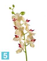 Искусственный цветок для декора Орхидея Фаленопсис Элегант бледно-золотист. с бордо TREEZ Collection в #REGION_NAME_DECLINE_PP#