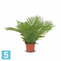 Пальма кустовая искусственная Alseed, латекс, h-45 см. в #REGION_NAME_DECLINE_PP#