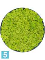 Картина из искусственного мха рафинированная сосна зеленая 100% олений мох (весенняя зеленая) d-50 h-5 см