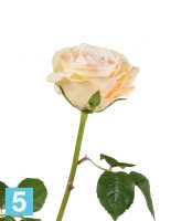 Искусственный цветок для декора Роза Верди нежно-персиковая с нежно-розовым TREEZ Collection в Москве