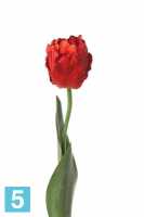 Искусственный цветок для декора Тюльпан попугай 5dx62h красный (2 листа) в #REGION_NAME_DECLINE_PP#