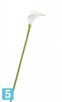 Искусственный цветок для декора Калла Биг белая с лаймом TREEZ Collection в #REGION_NAME_DECLINE_PP#