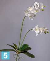 Искусственный цветок для декора Орхидея Фаленопсис белая куст с корнями TREEZ Collection в #REGION_NAME_DECLINE_PP#