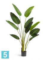 Искусственный цветок в горшке Стрелиция Style зеленая 150h TREEZ Collection в #REGION_NAME_DECLINE_PP#