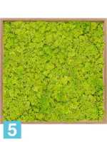 Картина из искусственного мха бамбук 100% олений мох (весенний зеленый) l-80 w-80 h-6 см в #REGION_NAME_DECLINE_PP#