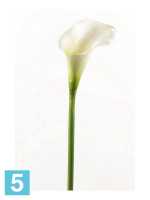 Искусственный цветок для декора Калла 9dx70h белая в #REGION_NAME_DECLINE_PP#