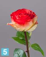Искусственный цветок для декора Роза Соло Нью большая нежно-золотистая с алым TREEZ Collection в #REGION_NAME_DECLINE_PP#