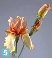 Искусственный цветок для декора Ирис желто-персиковый TREEZ Collection в #REGION_NAME_DECLINE_PP#