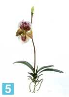 Композиция из искусственных цветов Орхидея Венерин Башмачок бургундия, белый/лайм с листьями и корнями TREEZ Collection в Москве