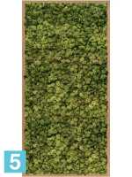 Картина из искусственного мха бамбук 100% олений мох (средне-зеленый) l-120 w-60 h-6 см в #REGION_NAME_DECLINE_PP#