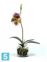 Композиция из искусственных цветов Орхидея Венерин Башмачок бургундия, белый/лайм в стекле с мхом, корнями, землей TREEZ Collection в Москве