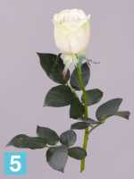 Искусственный букет из 25 зелено-белых роз Джессика 72h в #REGION_NAME_DECLINE_PP#