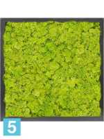 Картина из искусственного мха сатин блеск 100% олений мох (весенний зеленый) темный фон l-40 w-40 h-6 см в #REGION_NAME_DECLINE_PP#