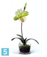 Композиция из искусственных цветов Орхидея Венерин Башмачок белый/лайм в стекле с мхом, корнями, землей TREEZ Collection в Москве
