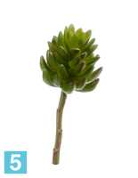 Суккулент Синокрассула искусственная натуральный зелёный TREEZ Collection в #REGION_NAME_DECLINE_PP#