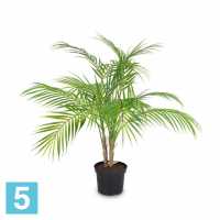 Пальма кустовая искусственная Alseed, h-70 см. в #REGION_NAME_DECLINE_PP#