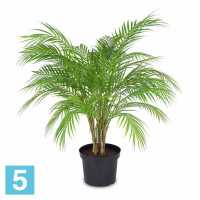 Пальма кустовая искусственная Alseed, h-95 см. в #REGION_NAME_DECLINE_PP#