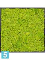 Картина из искусственного мха атласный блеск 100% олений мох (весенний зеленый l-80 w-80 h-6 см в #REGION_NAME_DECLINE_PP#